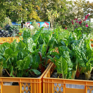( Bild: Johannes Barthel / Stadt Nürnberg ) Erntefest im Stadtgarten