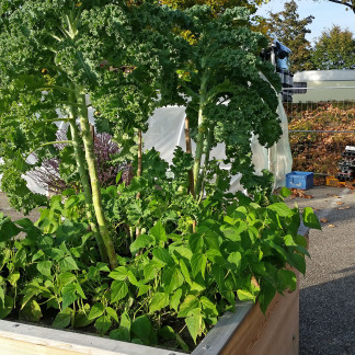 ( Bild: Johannes Barthel / Stadt Nürnberg ) Erntefest im Stadtgarten