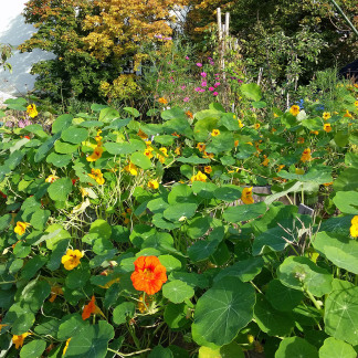( Bild: Johannes Barthel / Stadt Nürnberg ) Erntefest im Stadtgarten