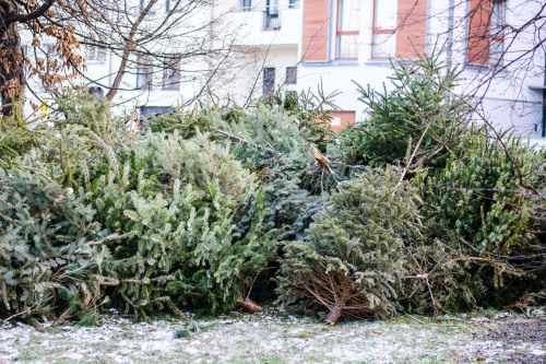 Christbaumsammelstelle in einem Wohngebiet.
