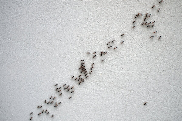 Ameisen auf einer Wand.