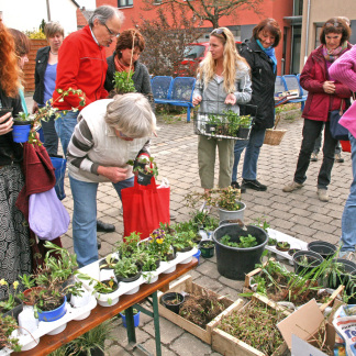 ( Bild: Günter Krompholz ) Pflanzentauschbörse Zabo
