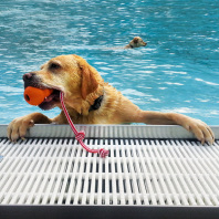 Hundebadetag im Stadionbad