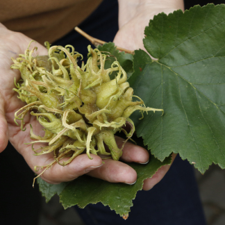 ( Bild: Giulia Iannicelli / Stadt Nürnberg ) Stadtbaum-Managerin Petra Wang begutachtet Blätter und Früchte einer Baumhasel.