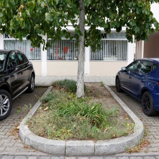 ( Bild: Giulia Iannicelli / Stadt Nürnberg ) Der jungen Baumhasel in der Wilhelm-Spaeth-Straße im Stadtteil Bleiweiß geht es trotz des extrem heißen Sommers ausgesprochen gut.