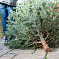 Die Beine eines Mannes von hinten. Er zieht einen ausgedienten Weihnachtsbaum hinter sich her.