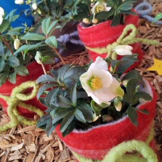 ( Bild: Heike Bauer / Stadt Nürnberg ) Adventsmarkt im Gartenbau